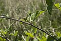 Arctium nemorosum Velennes (Somme), France