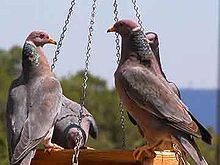 Band-tailed Pigeons.jpg