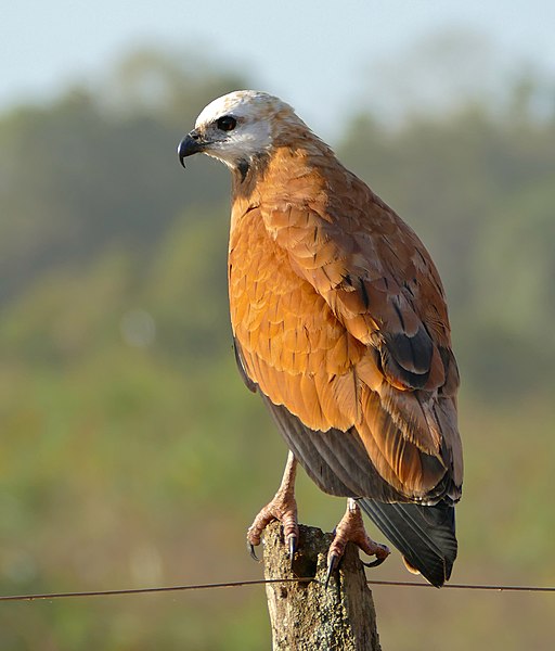 File:Black-collared Hawk (Busarellus nigricollis) (28205842443).jpg