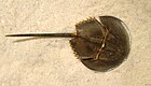 horse shoe crab on sand facing right