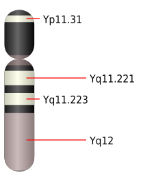 chromozóm Y