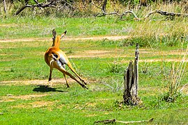 Cobe de buffon en fuite dans le parc national de la Pendjari au Bénin.