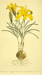 Crocus angustifolius