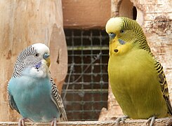 Deux mâles perruches ondulées