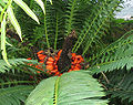 Encephalartos lebomboensis, Zamiaceae, Palmfarne (Cycadopsida), mit reifen Samen