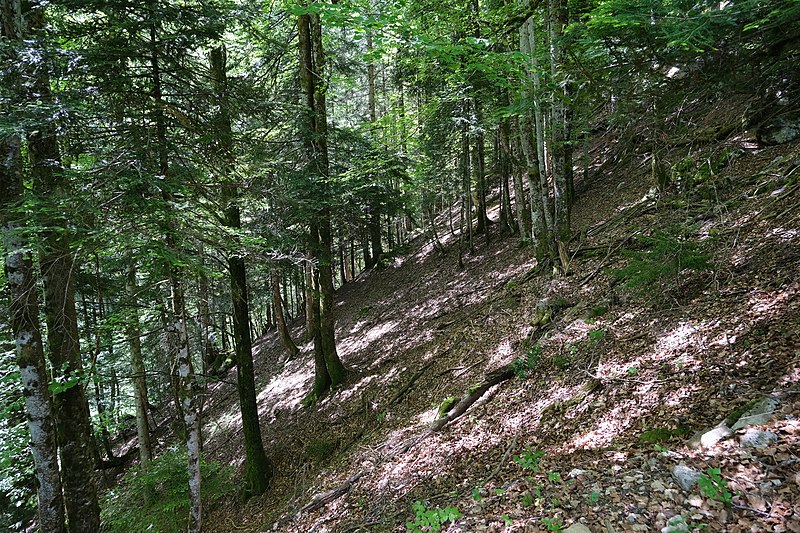 File:Forêt @ Thônes (51219692224).jpg