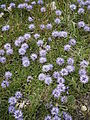 Globularia cordifolia (typische Wuchsform)