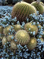 Barriles dorados con Senecio mandraliscae, las suculentas Blue Stick o Blue Finger