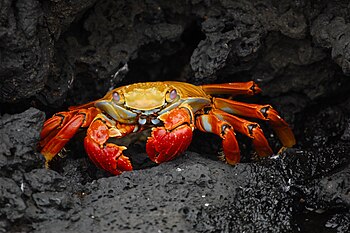 Red rock crab