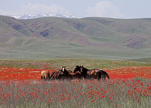 Steppe in east Kazakhstan, in summer.