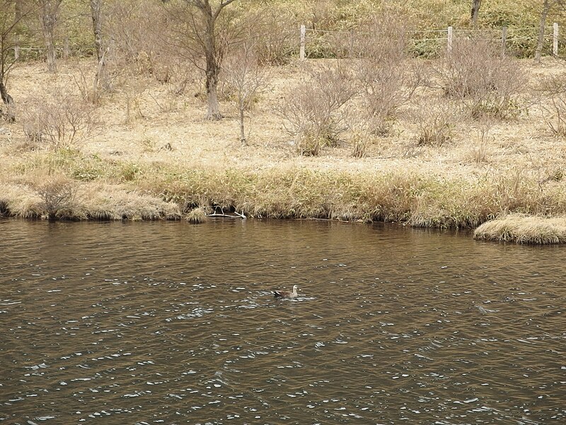 File:Kakumanbuchi Marsh @ Mount Akagi area (14018509667).jpg