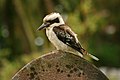 Adult Laughing Kookaburra