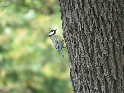 Une mésange charbonnière dans le parc.