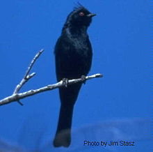 Phainopepla nitens