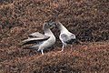 Couple d'albatros fuligineux à dos clair à Kerguelen.