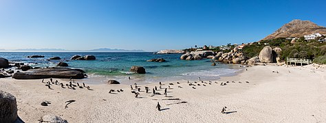 Spheniscus demersus (African penguins)