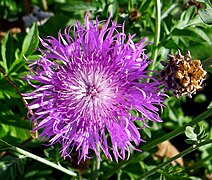 Centaurée blanchâtre - Centaurea dealbata