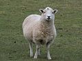 A very cute sheep near Woodhenge England