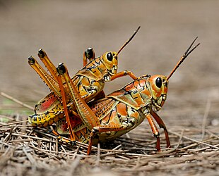 Eastern Lubber grasshoppers