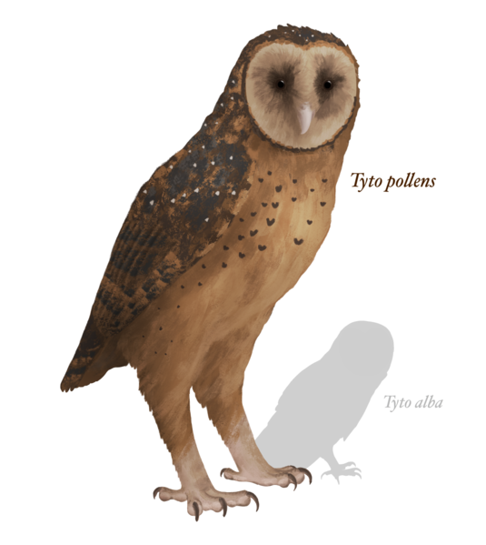 File:Tyto pollens by Hannah Moss 2020-08-27.png