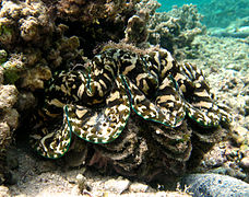 Live Tridacna squamosa (la Réunion)