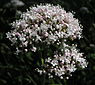 Echte valeriaan (Valeriana officinalis)