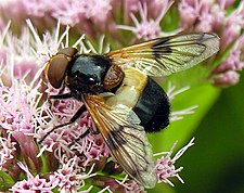 pestřenka prosvítavá Volucella pellucens