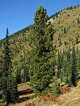 Tree, Mount Rainier National Park, Washington