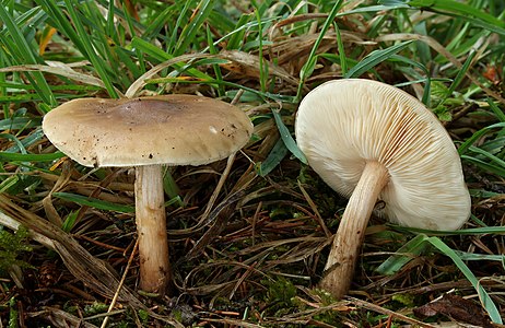 Melanoleuca cognata (Spring Cavalier)