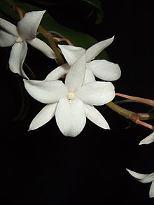 Aerangis modesta.jpg