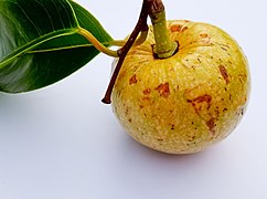 Annona glabra-Fruit.jpg