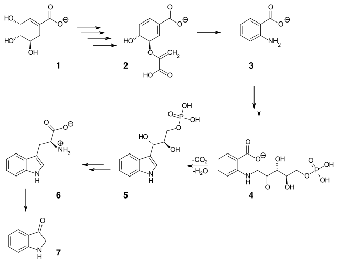 Biosynthese der Indigo-Vorstufe Indoxyl über den Shikimisäureweg