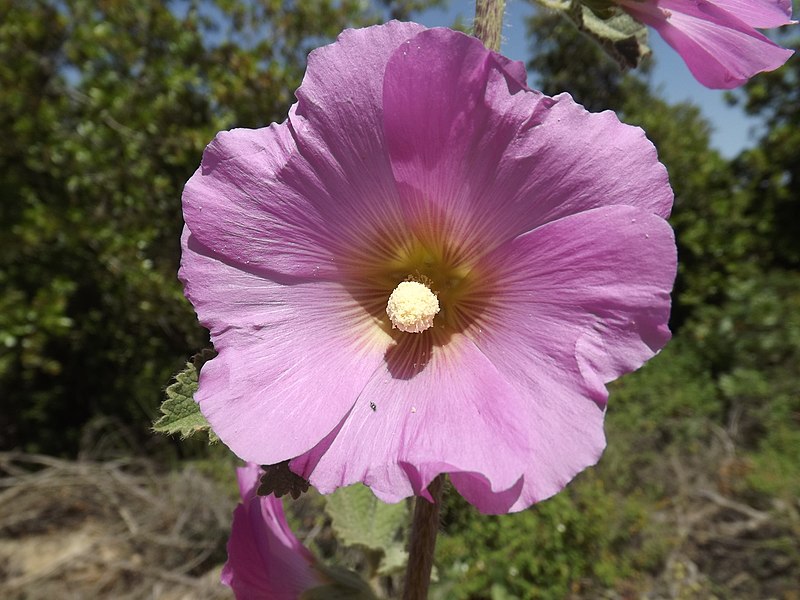 File:Bristly Hollyhock 05.jpg