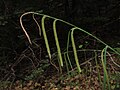 Carex pendula