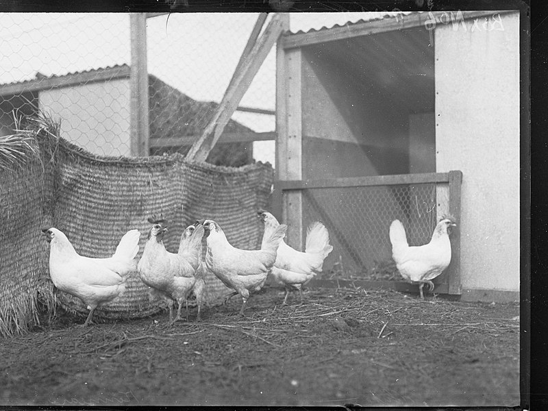 File:Chickens(GN00654).jpg