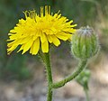 Crepis foetida