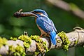 Eisvogel-Männchen mit erbeuteter Groppe auf dem Weg zur Bruthöhle