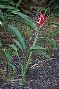 Heliconia angusta, Mt Coot-tha Botanic Gardens, Toowong IMGP0065.jpg