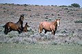 Wild stallion Lazarus and part of his band in West Warm Springs HMA, OR