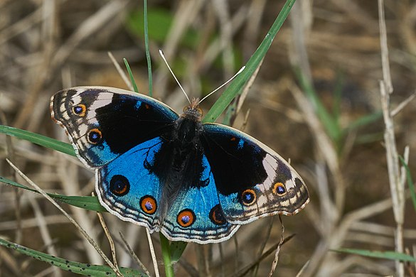 Junonia orithya by Jeevan Jose (a.k.a. Jkadavoor)