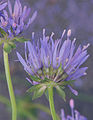 Jasione montana