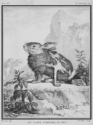 Gravure ancienne montrant un lapin avec des plaques de poils agglomérés qui tombent de son dos