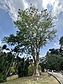 Pterocarpus indicus, Burmese rose wood tree in the Penang Botanic Garden