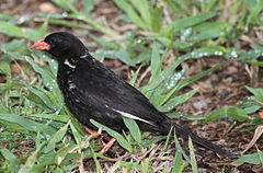 Punanokk-kangurlind (Bubalornis niger) Krügeri rahvuspargis