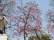 Tabebuia rosea