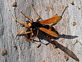 Cryptocheilus bicolor (a spider wasp)