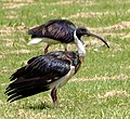 O ibis Threskiornis spinicollis.