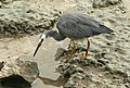 White-faced Heron