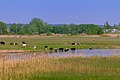 Landscape Reserve Pryorilskyi