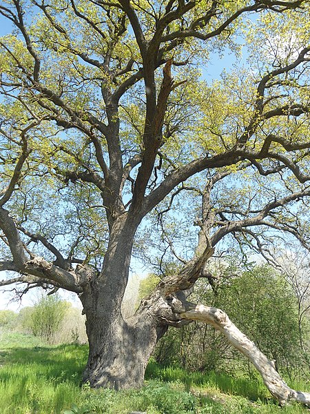 File:Вековен дъб, Горна Топчия.jpg